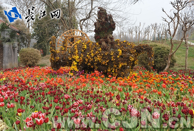 武汉解放公园郁金香花展落下帷幕