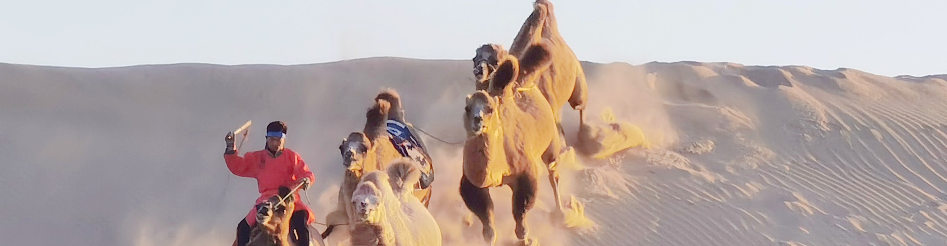 骆驼冲沙