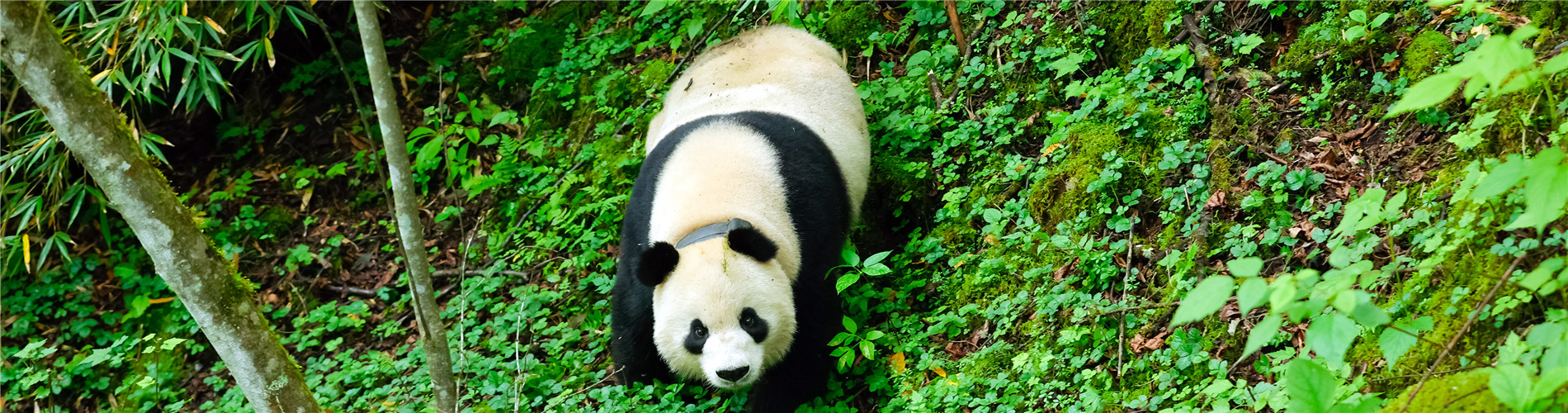 李家超：中央政府将再向香港赠送一对大熊猫
