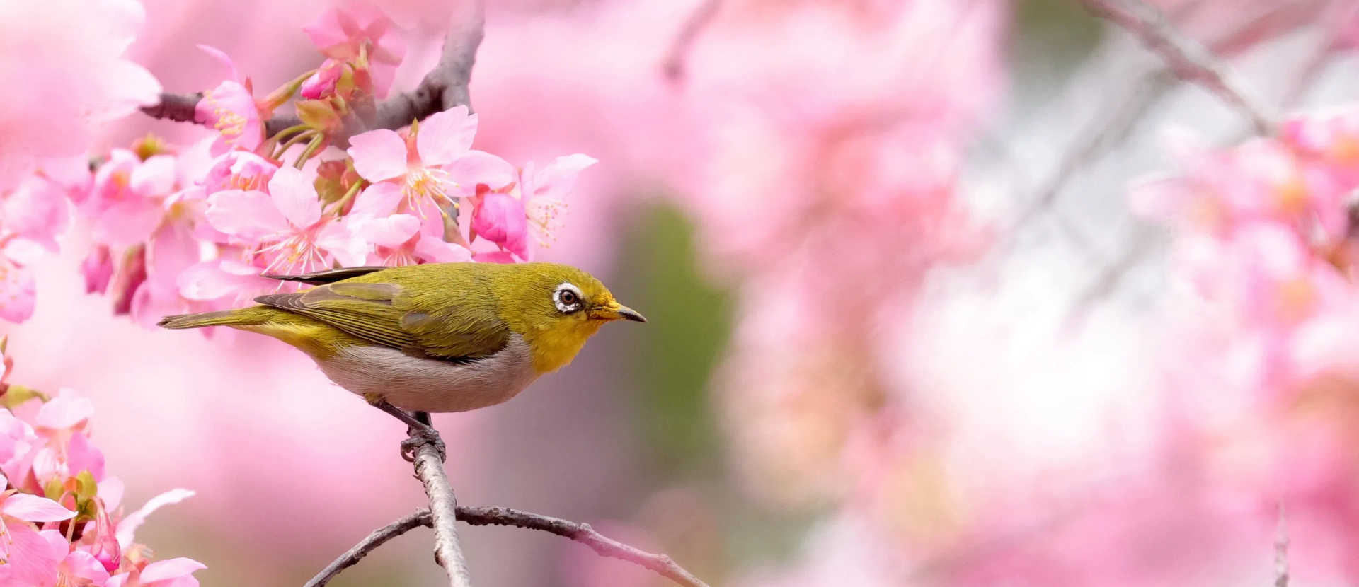 武汉东湖樱花园里·花鸟图