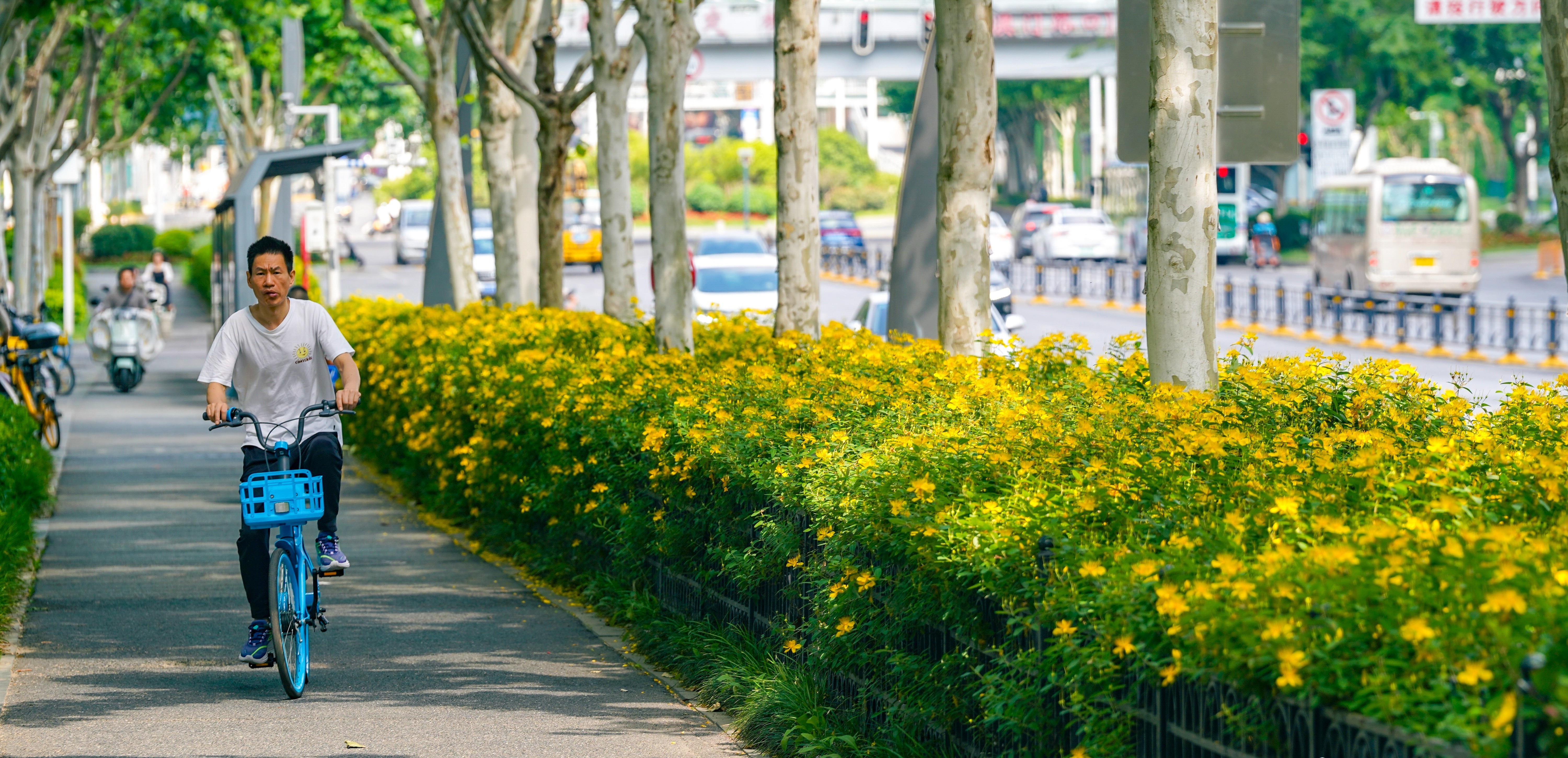 一年四季花开不断，三阳路“垂江绿廊”升级为“垂江花廊”