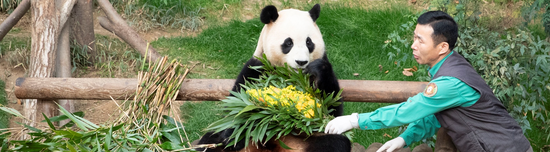 旅韩大熊猫福宝将于4月3日回国