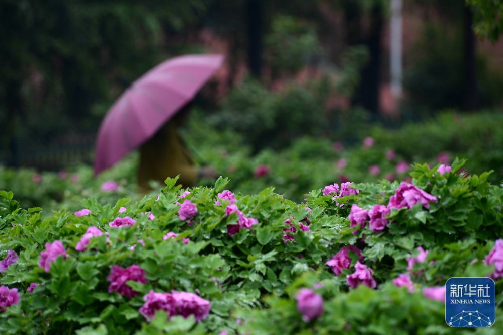 雨润春色