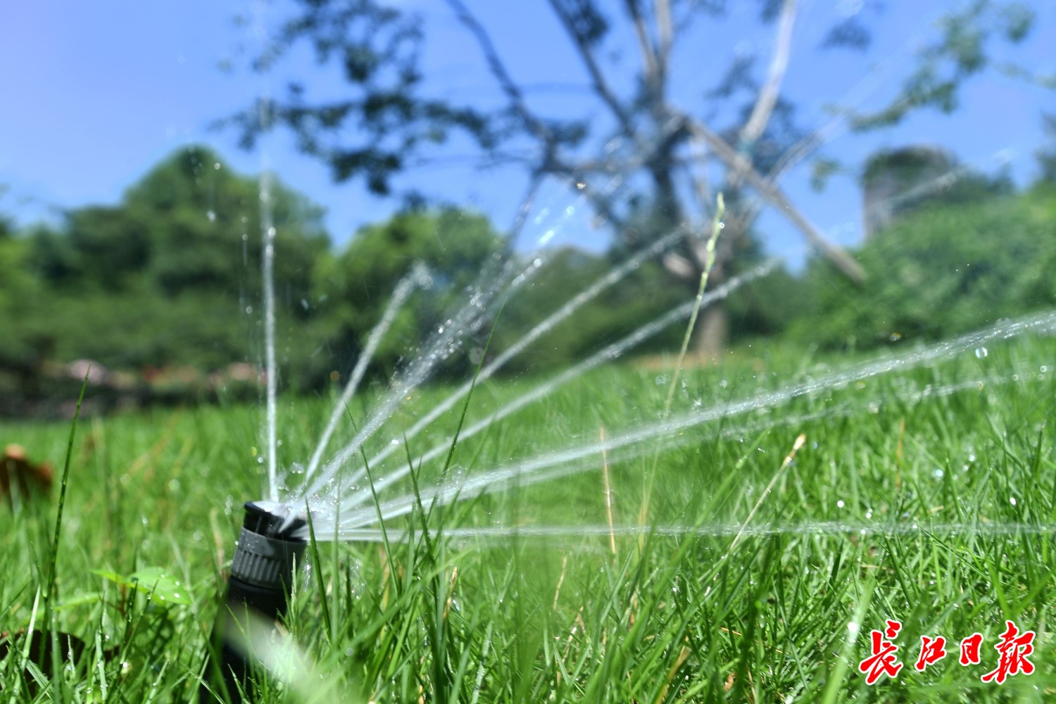 喷保湿“面膜” 、打营养“点滴”，这个公园的绿植用上补水神器