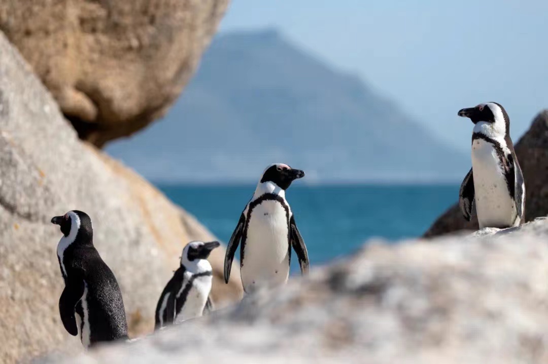 研究显示：航运活动→引发噪音→非洲企鹅数量减少
