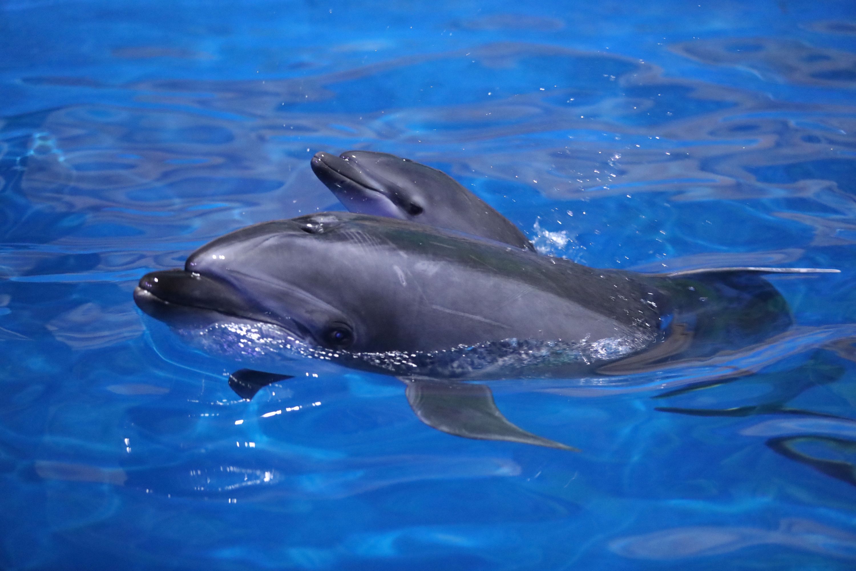 First baby dolphin born this year in Wuhan｜今年国内首只新生海豚降生武汉