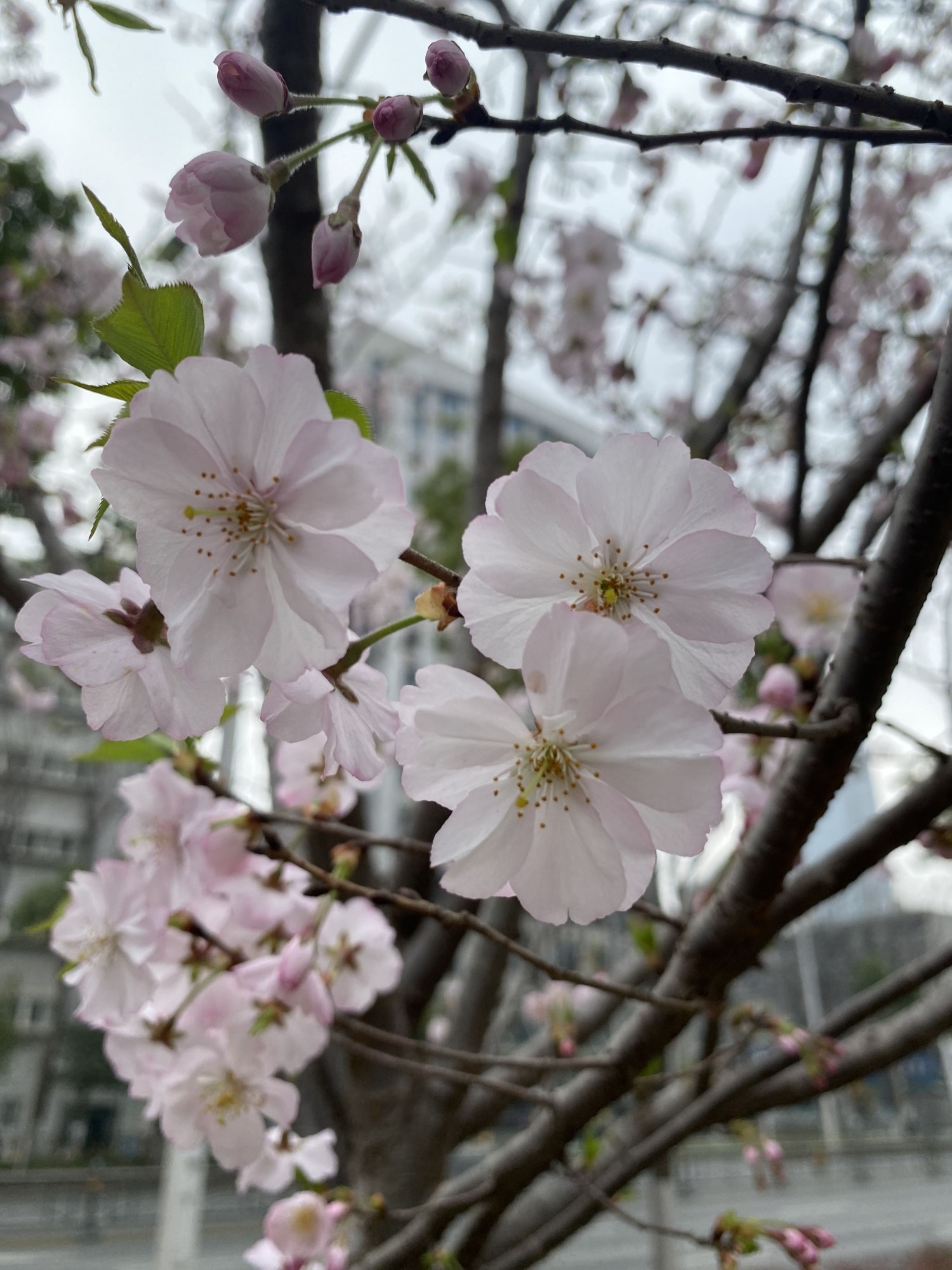 New variety first blooms on street | 樱花新品种首次绽放武汉街头