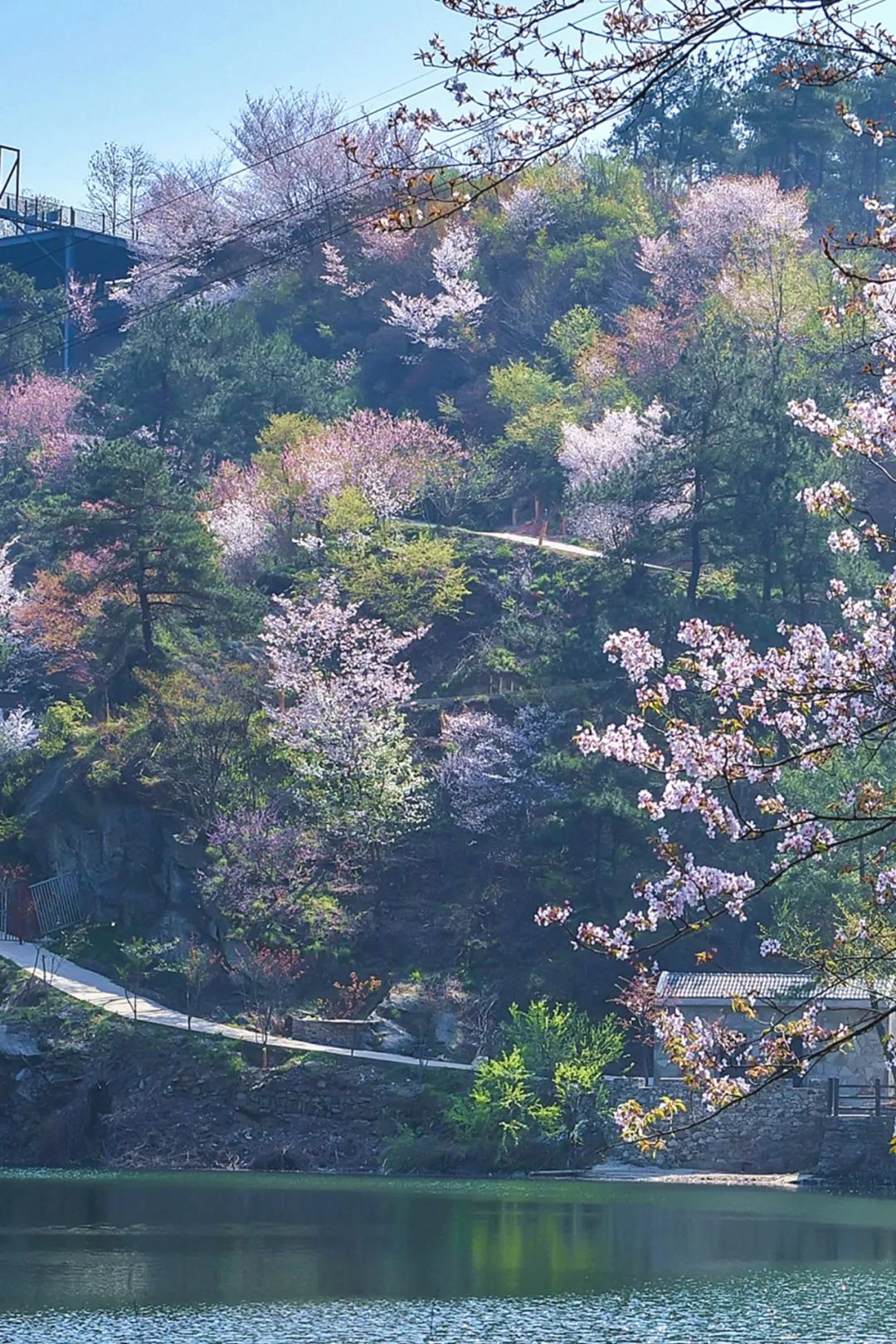 清凉寨樱花烂漫许你秒速五厘米的极致浪漫