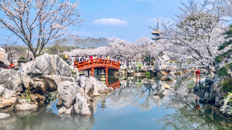 张琦芳：“赏花经济”是城市文明转型的注脚
