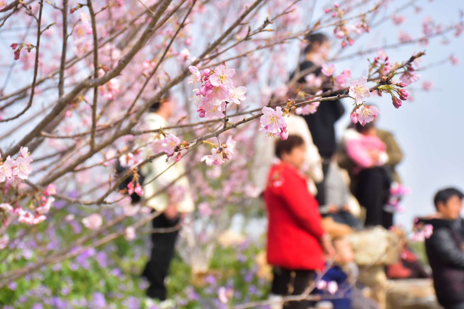 武汉湿地樱花园开园：万株樱花绽放生态文旅新图景