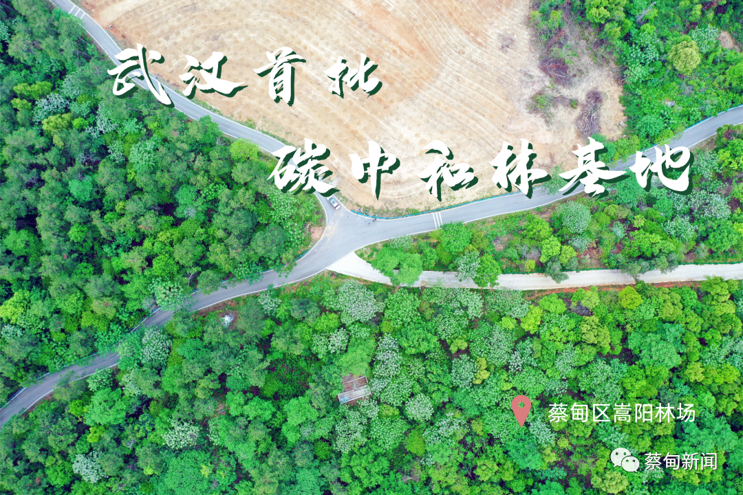 世界地球日丨带您走进武汉首批碳中和林——蔡甸嵩阳林场