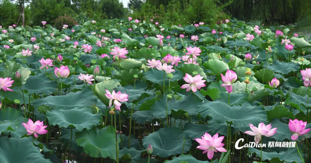 全国百强，蔡甸莲藕上榜