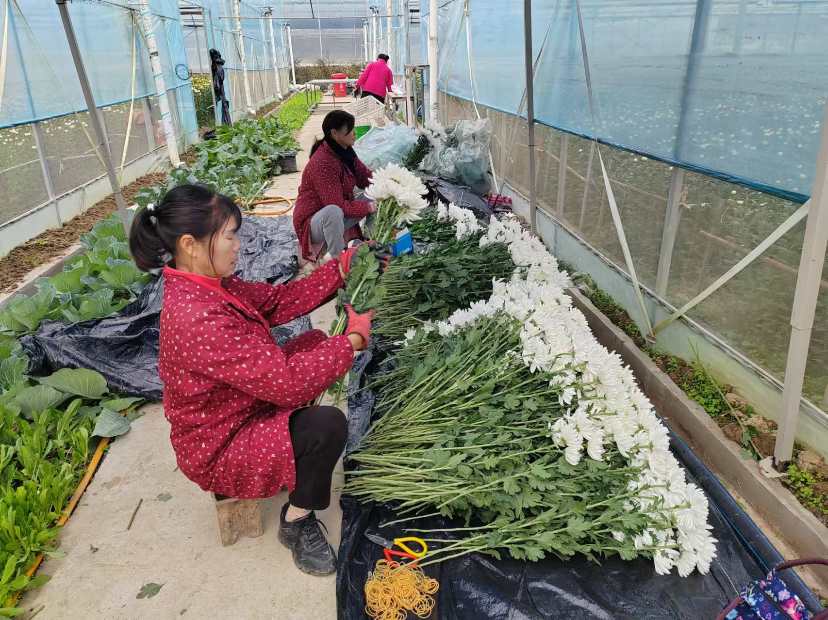 一线协商助力乡村振兴 大冶火石村菊花助200余村民就业增收