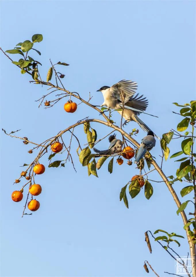 趣活潜江丨柿子与鸟