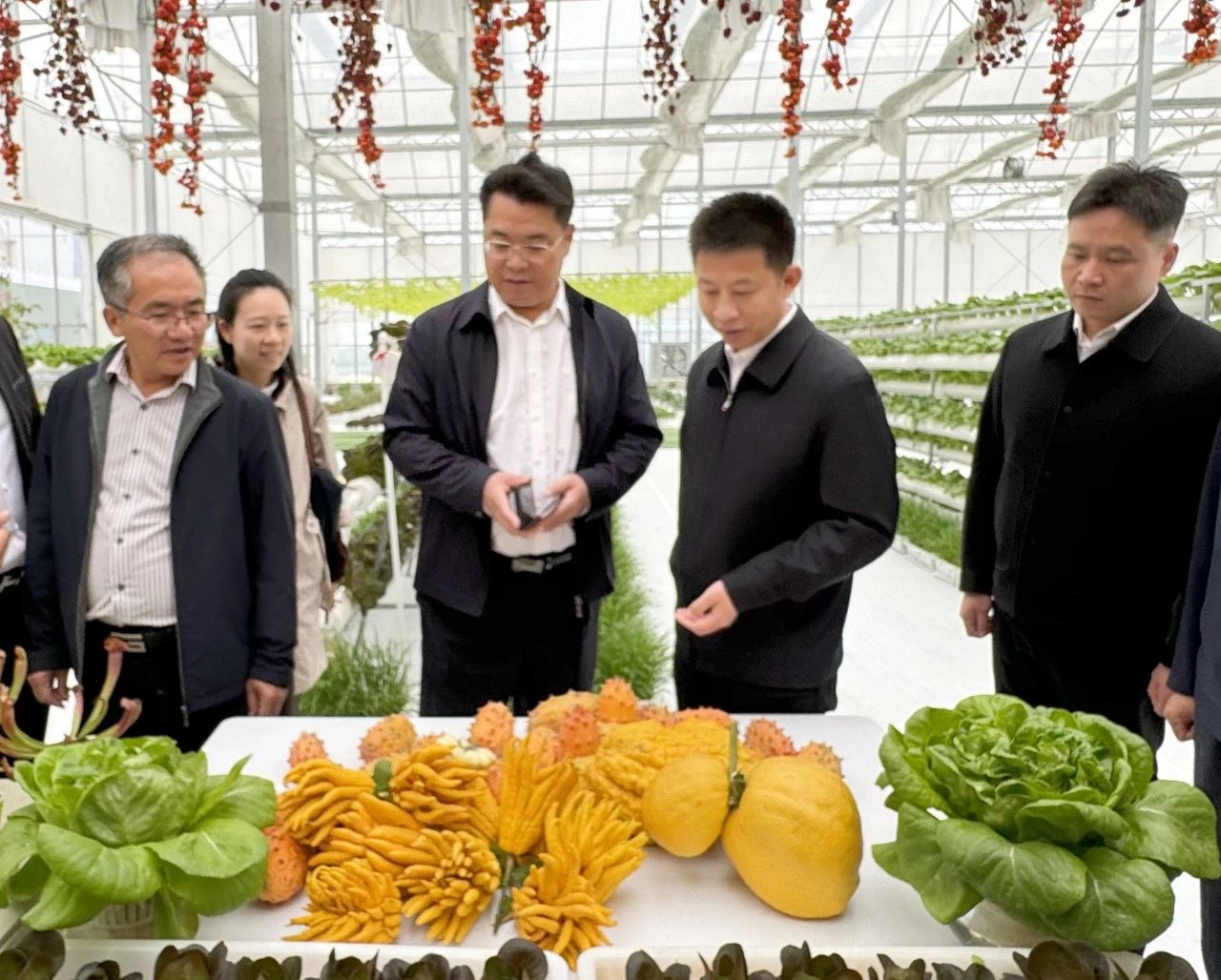 从田间到餐桌全程质量管控 江汉平原启动健康蔬菜行动