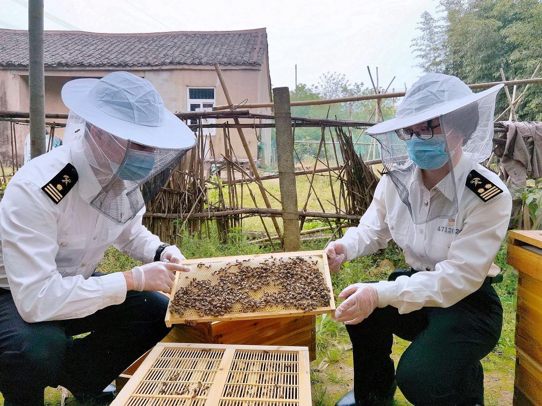 密云水库边的养蜂人 十一万蜂群酿出“甜蜜的事业”_王全生