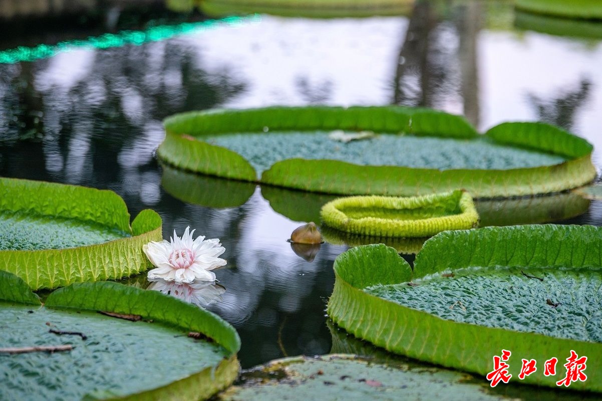 惊叹于版纳莲叶的洪荒之力-途家社区