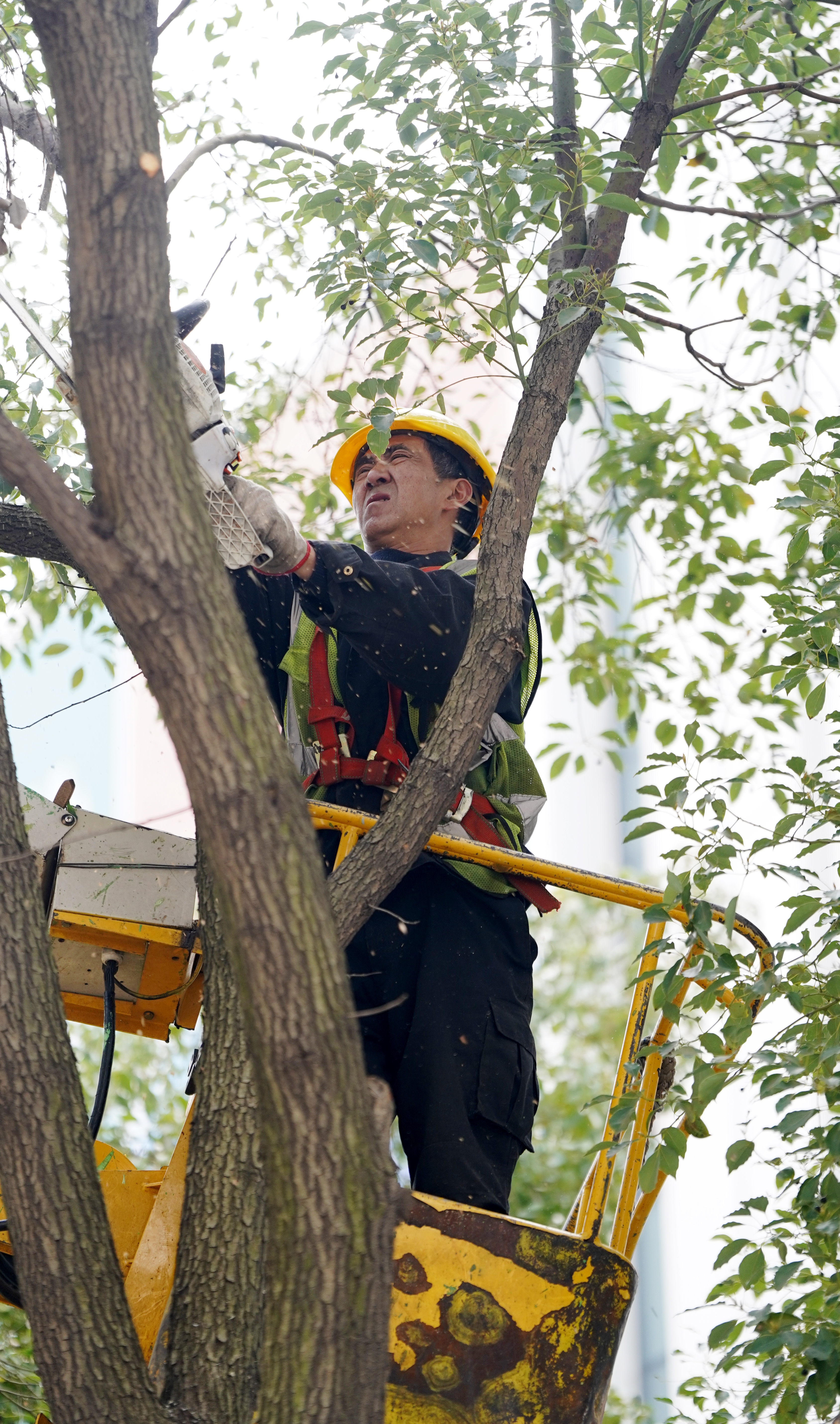 修剪擦“药”武汉为24万株受损树木整形