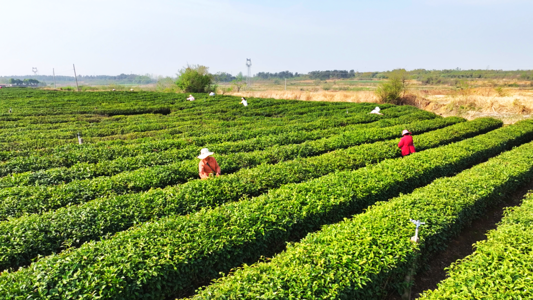 孝感孝昌：春茶采制忙 茶香富一方