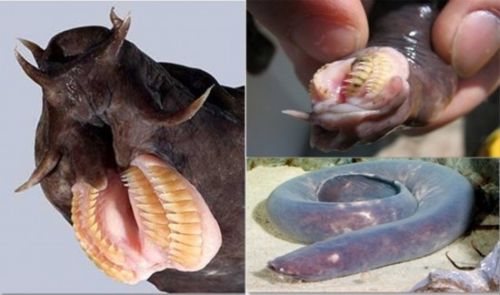 第7名:八目鳗如外星生物般怪异