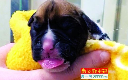 Kaiyun：花38万元克隆让狗狗“重生”！你愿意吗？