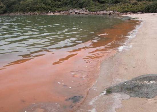 智利赤潮爆发海洋生物死亡 死鱼遍布海滩