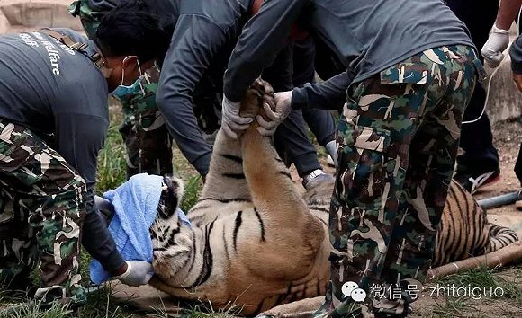 2009年，英国人沃顿在亚洲各国旅行时在老虎庙工作了一段时间，一只名叫“伊萨拉”的雌性老虎突然有一天消失了。6个月后，伊萨拉回来了，不过变成了一头雄虎。