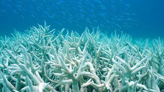 海水温度上升致马尔代夫珊瑚礁群白化严重_首