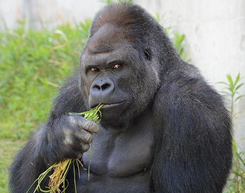 日本动物园为帅气猩猩注册商标 女性追捧
