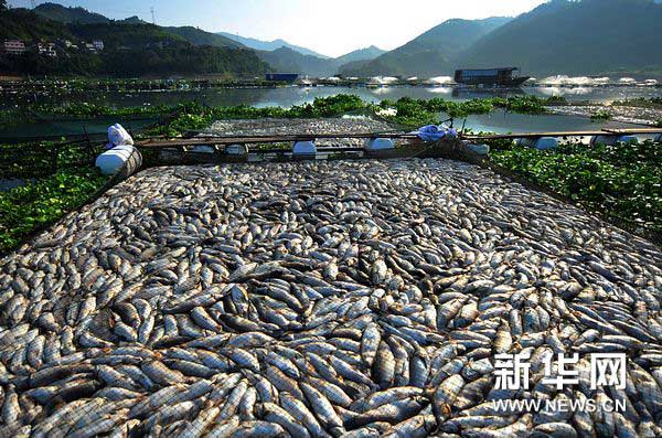 　　死鱼直接丢弃闽江中，江水腐臭不堪（9月3日摄）。近日，福建省宁德市古田县黄田镇到水口镇一带的闽江水面发生大规模死鱼现象。新华社记者 魏培全摄