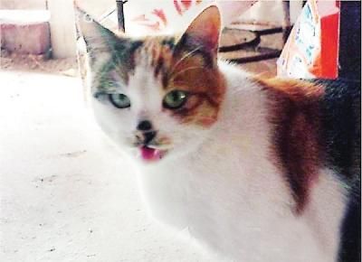 猫咪不舍主人跳井自尽 搬家不能带走两只猫惨嚎