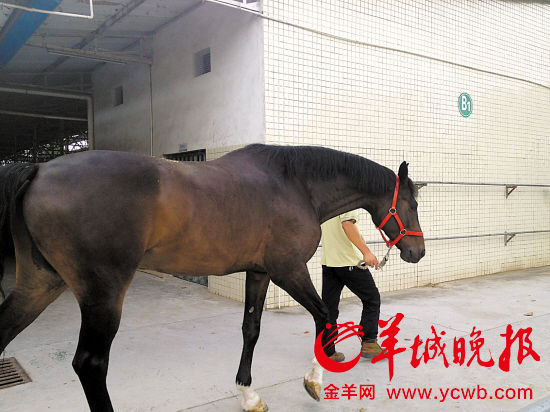 　　在光明骑士会内，一名饲养员正在牵着马匹 李晓旭摄
