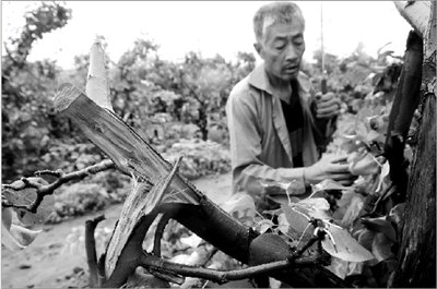 北京一农户800果树一夜被毁 村民疑与征地有关