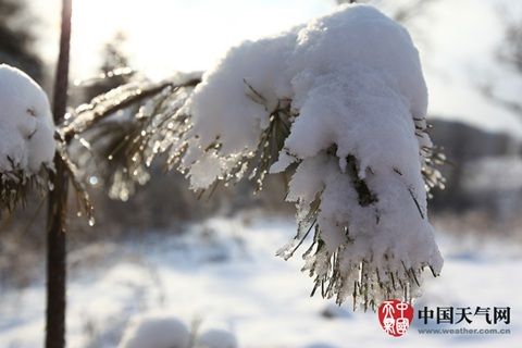 12月1日，长春松枝被雪压弯了腰。