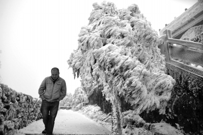 23日，在贵州省遵义市桐梓县，一位男士走过被冰封的树木。新华社发