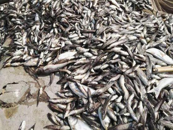 四川达州连发两次橙色高温预警 三万斤鱼被热死