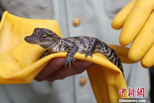 广西边防查获399条暹罗鳄鱼苗仅出生10余天