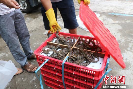 图为边防官兵打开封装暹罗鳄鱼苗的篮筐。 何秋红 摄