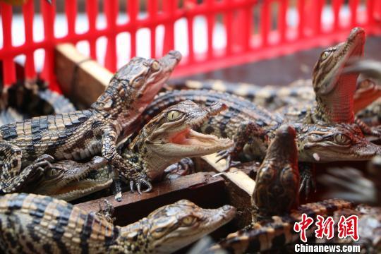 图为封装在小篮筐的暹罗鳄鱼苗。 何秋红 摄