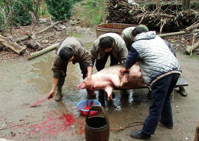 实拍农村家里过年杀猪:场面血腥 多图慎入