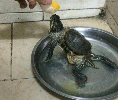 诡异!老人收养乌龟10年后发现它尽然越长越离谱