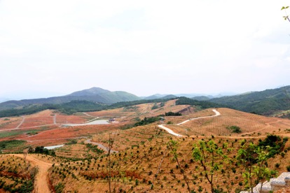 红山村的果业基地