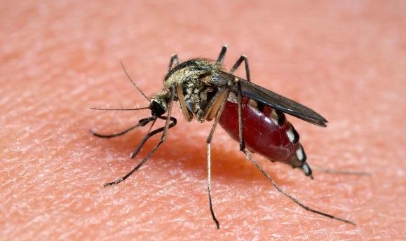 蚊子叮你不是因为血型,而是因为你太"活跃"