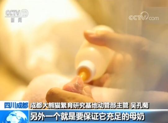 7只新生大熊猫宝宝集体亮相,“拇指姑娘”已长大