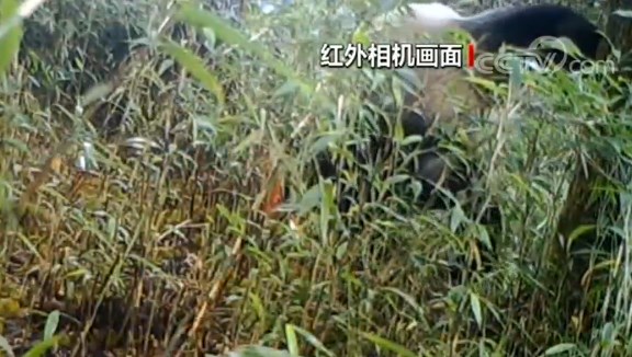 四川崇州：红外相机拍到野生大熊猫标记行为