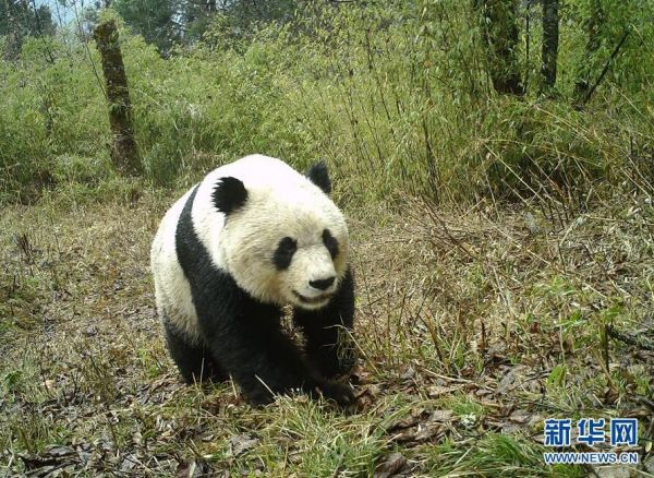 森林巡护员：野生大熊猫栖息地守护者