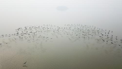 冬日湿地，候鸟纷至