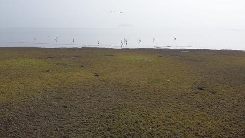 冬日湿地，候鸟纷至