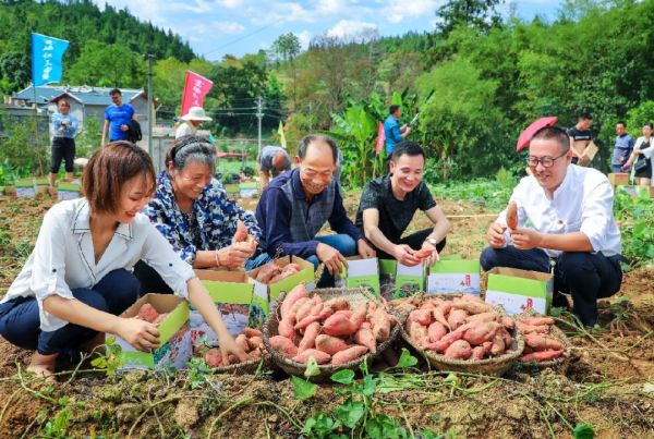 这位“苕书记”，让县长在访谈中唱起了歌……