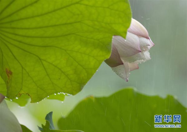 雨荷丨图集